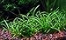 AquariumPlantsFactory 10+ Dwarf Sagittaria Subulata Carpet Foreground Freshwater Live Aquarium Plants BUY2GET1FREE