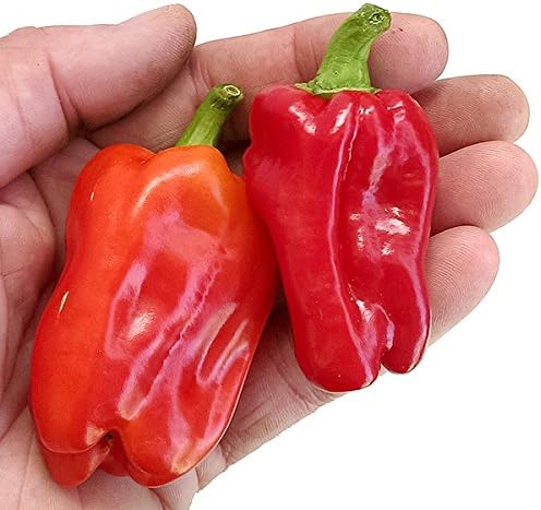 Syrian Allepo Chilli x 10 Seeds
