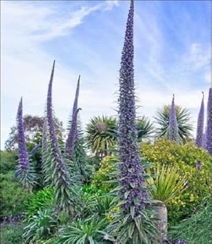 Image result for echium pininana dungeness