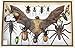 REAL Multiple INSECTS BEETLES Scorpion Cicada Bat Spider Taxidermy Collection Display in Wooden Box