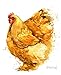 Journal: Orpington (Chicken Collection) by Dreamflight Publications