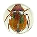 REALBUG Beetle Marbles 4pcs Set