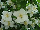 RARE Confederate Rose Jasmine 25+ seeds