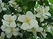 RARE Confederate Rose Jasmine 25+ seeds