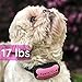 GoodBoy Dog Bark Collar for Medium and Large Dogs Pet Anti Bark Device with 7 Level Sound and Shock System to Control or Stop Your Pups' Excessive Barking (12 + lbs)