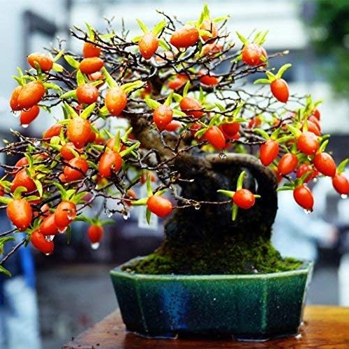 20pcs Bag Rare Japanese Persimmon Fruit Tree Bonsai Seeds Diospyros Kaki Persimmon Potted Seeds Fruit Seeds Home Garden Plant Buy Online At Best Price In Uae Amazon Ae
