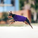 Jodsen Small Dog Jumper Winter Knit Pullover Purple XS view 6