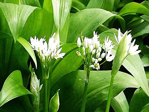 Wild Garlic Seeds Ramsons Buckrams Wood Garlic Lear Leek Herb About 80 Seeds