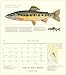 Trout of North America Wall Calendar 2018