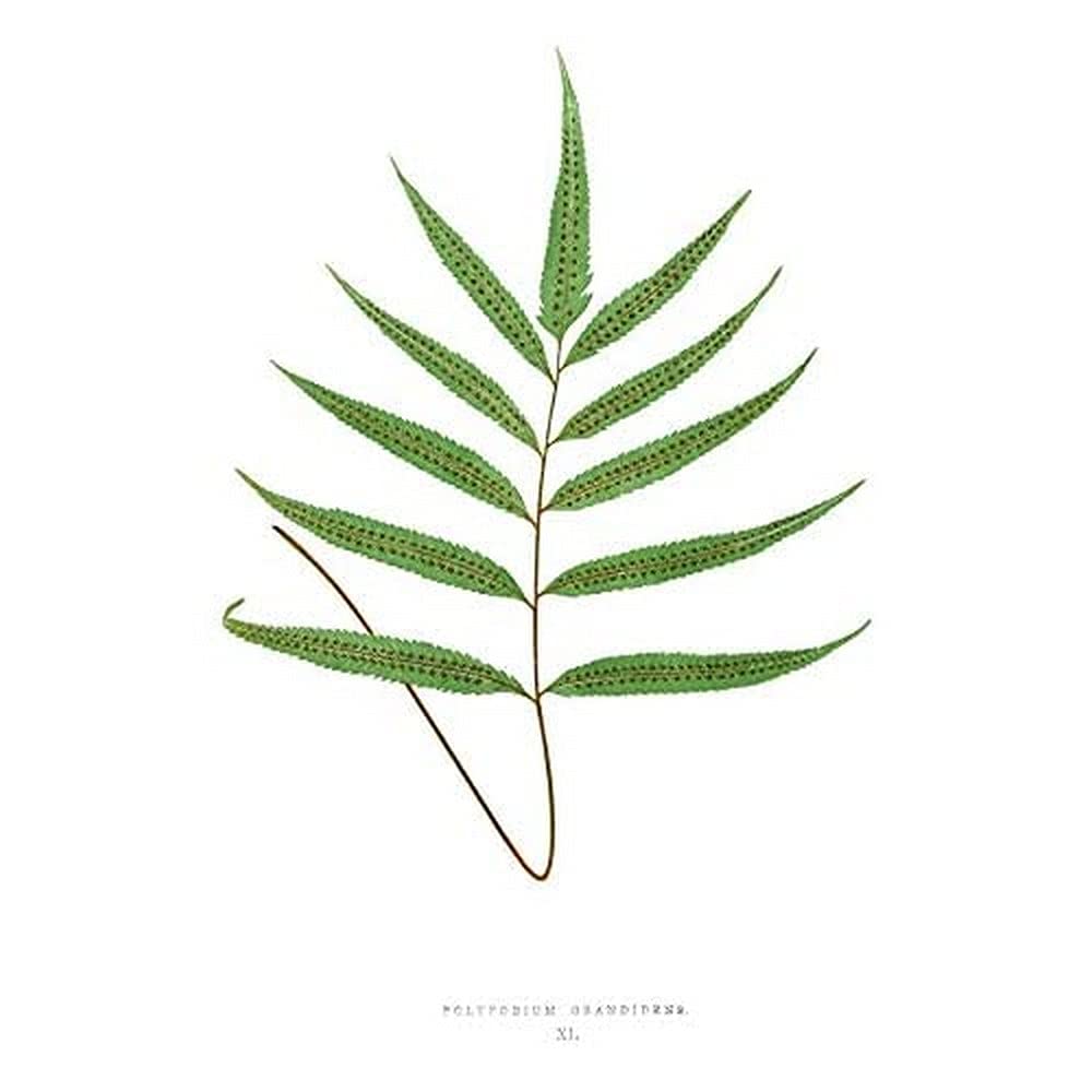 Wee Blue Coo Fern Polypodium Grandidens Art Print Canvas Premium Wall Decor Poster