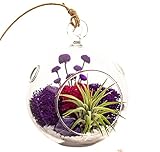 Bliss Gardens Air Plant Terrarium with 4