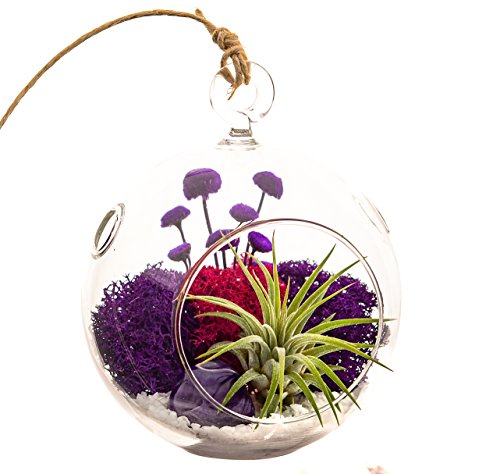 Bliss Gardens Air Plant Terrarium with 4 Bliss Gardens Air Plant Terrarium with 4