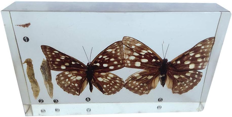 YYSDH Insect Specimens Butterfly Growth Story - Transparent Resin Butterfly - Biological for Animal Anatomy Teaching Tool Model, Laboratory Supplies