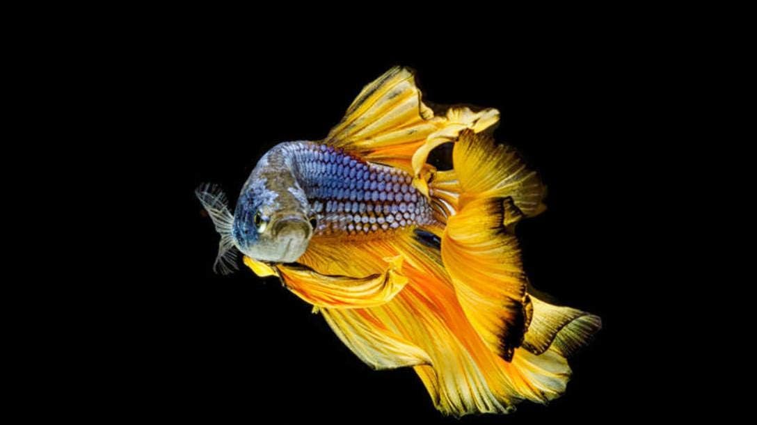 HEE WAG Fish Ornamental Fish Betta Koi Marine Life Turtle Painting By Numbers Diy Unique