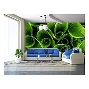 Green Leaves with Waterdrops - Removable Wall Mural | Self-Adhesive Large Wallpaper - 66x96 inches