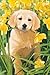 Tree-Free Greetings Noteables Notecards In Reusable Embossed Tin, 12 Card Assortment, Recycled, 4 x 6 Inches, Golden Puppy, Multi Color (76035)