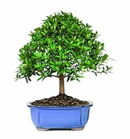 indoor plant containers large Oaxaca Terracotta Planters – Clay Imports main image 1