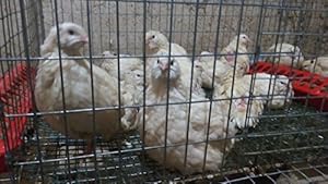 Amazon.com : California Valley Quail Eggs $1.00 Each (Minimum of 50 per