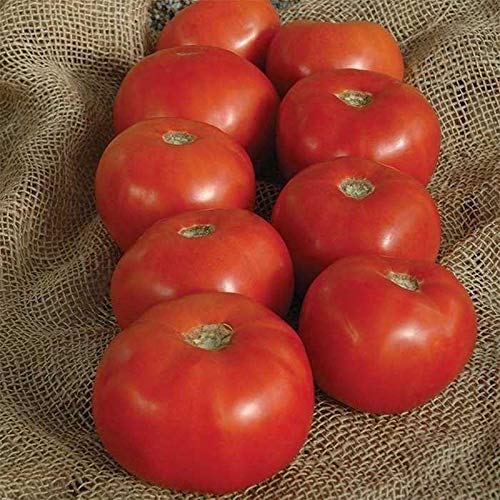 Bulk (1000) Tomato Seeds Several Varieties Plant them or