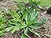 HOTUEEN 100 Seeds Culantro Seeds Recao Vietnamese Coriander Thai Parsley NGO GAI Shadon Beni Seed Asian Vegetable Seeds