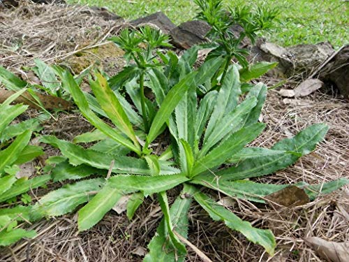 HOTUEEN 100 Seeds Culantro Seeds Recao Vietnamese Coriander Thai Parsley NGO GAI Shadon Beni Seed Asian Vegetable Seeds HOTUEEN 100 Seeds Culantro Seeds Recao Vietnamese Coriander Thai Parsley NGO GAI Shadon Beni Seed Asian Vegetable Seeds