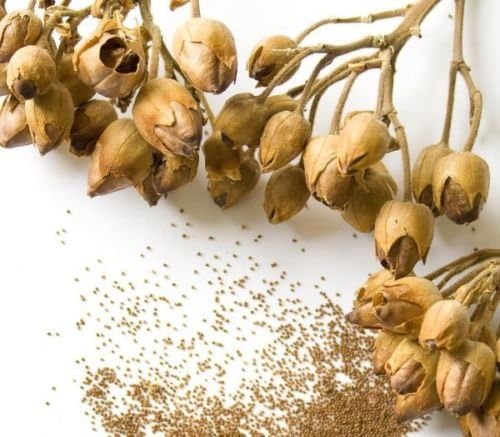 TURKISH TOBACCO 1000 FRESH SEEDS