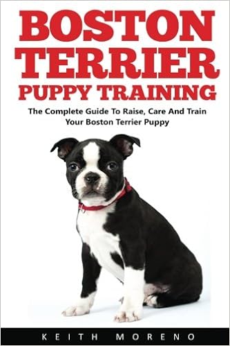 boston terrier puppy training
