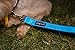 Buddy & Co. Nylon Dog Leash with Reflective Stitching for Nighttime Visibility (3/4-Inch Wide, 6ft Long) - Best for Small to Medium Dogs - Arctic Blue Color