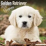 Golden Retriever Puppies Calendar - Dog Breed Calendars - 2019 - 2020 Wall Calendars - 16 Month by A by