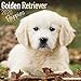 Golden Retriever Puppies Calendar - Dog Breed Calendars - 2019 - 2020 Wall Calendars - 16 Month by A by