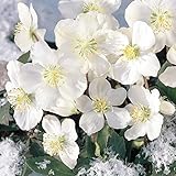 Christrose Pink Helleborus Double Ellen/ Hellebore Double
