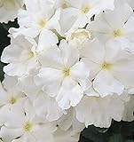 Verbena - Quartz White - 20 Seeds