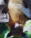 2019 - 2020 | 18 Month Weekly & Monthly Planner July 2019 to December 2020: Bats Animal Nature Vol 40 Monthly Calendar with U.S./UK/ ... Holidays- Calendar in Review/Notes 8 x 10 in. by Dazzle Book Press