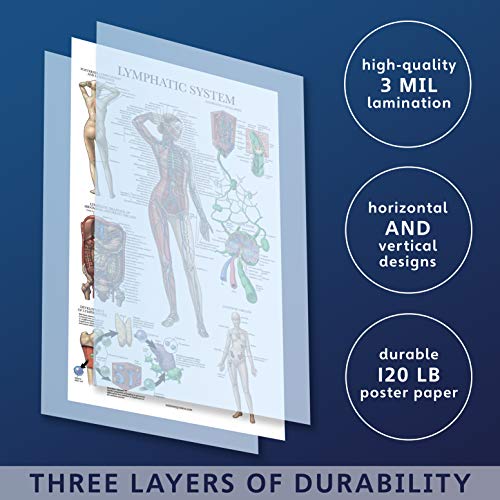 Laminated Lymphatic System Anatomical Poster - Lymphatic Anatomy Chart - 18