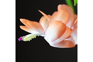 TriStar Plants - Thanksgiving Cactus - 4" inch Pot, Fasle Christmas Cactus, Easter Cactus, Holiday Plant, Winter Flowers, Christmas Plants, Winter Blooms (Lime Light)