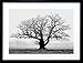 OLD OAK TREE BLACK WHITE MIST FOG PHOTO FRAMED ART PRINT PICTURE & MOUNT F12X634