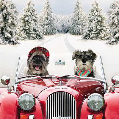 Paper House Pack of 6 Photographic Charity Christmas Cards - 'Dogs Driving a Red Car' - Snowy Scene - From The Great British Card Company