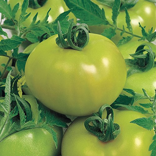 Fried Green Tomato Hybrid Tomato Seeds, 20 seeds