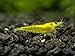 Aquatic Arts 10 Live Neon Yellow Shrimp (Neocaridina davidi - 1/2 to 1 Inch Long)