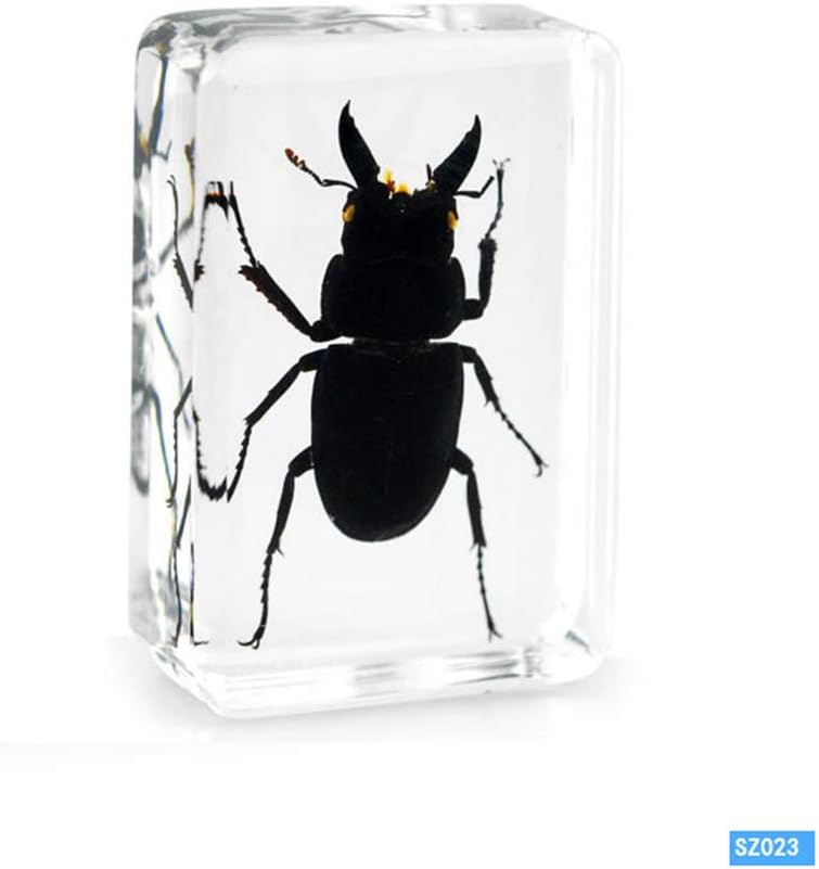 WEIUR Real Insect Specimen Paperweight Resin Taxidermy Allomyrina Dichotoma Linnaeus Coleoptera Cicindela Chinenesis