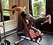 IPR Fitness Glute Kickback PRO - Black, Men's