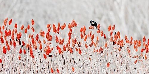 5x10 matted to 11x14 Red-winged Blackbird on Sumac 1 Photograph