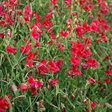 Outsidepride Sweet Peas Pearl Red - 250 Seeds
