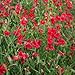 Outsidepride Sweet Peas Pearl Red - 250 Seeds
