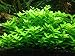 Aquarium Plants Factory Staurogyne Repens Freshwater Live Aquarium Plants BUY2GET1FREE