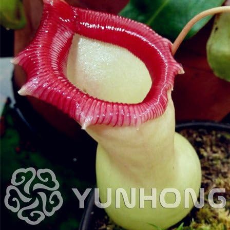 Amazon 50 Pcの熱帯投手植物巨大なnepenthes盆栽のハーブの食用植物 庭装飾盆栽花盆栽 6 観葉植物 オンライン通販