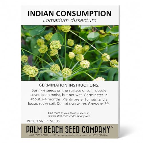 Indian Consumption Plant Seeds (Lomatium dissectum) Packet of 5 Seeds