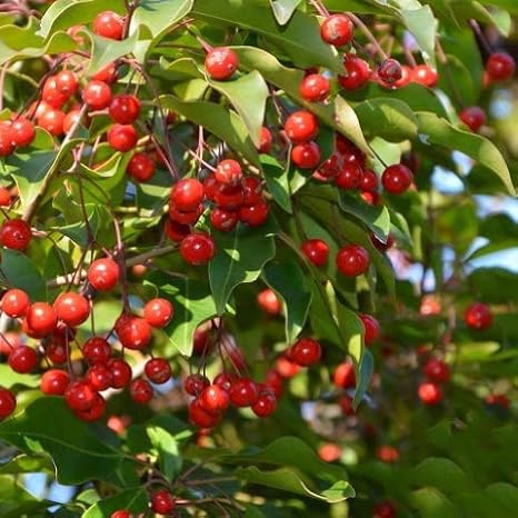 Amazon ソヨゴ 苗 ソヨゴ 実が成るメス木 株立ち 根巻き大苗 花