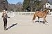 Intrepid International Horse Lunge Line Rope