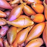 TomorrowSeeds - Monique French Shallot Sets